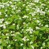 ソバの花の写真