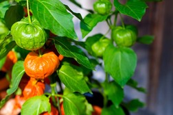 ナス科の野菜 ホオズキ 食用 の詳細 家庭菜園の栽培方法 Potgraphで家庭菜園を楽しもう