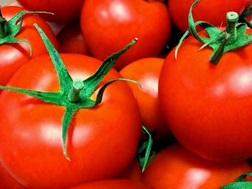 ナス科の野菜 トマト の詳細 家庭菜園の栽培方法 Potgraphで家庭菜園を楽しもう
