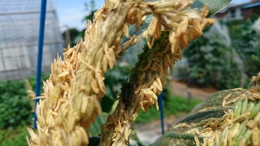 三鷹台のトウモロコシ 穀物類 イネ科 トウモロコシ