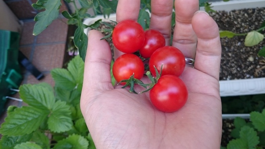 庭のミニトマト 果菜類 ナス科 ミニトマト